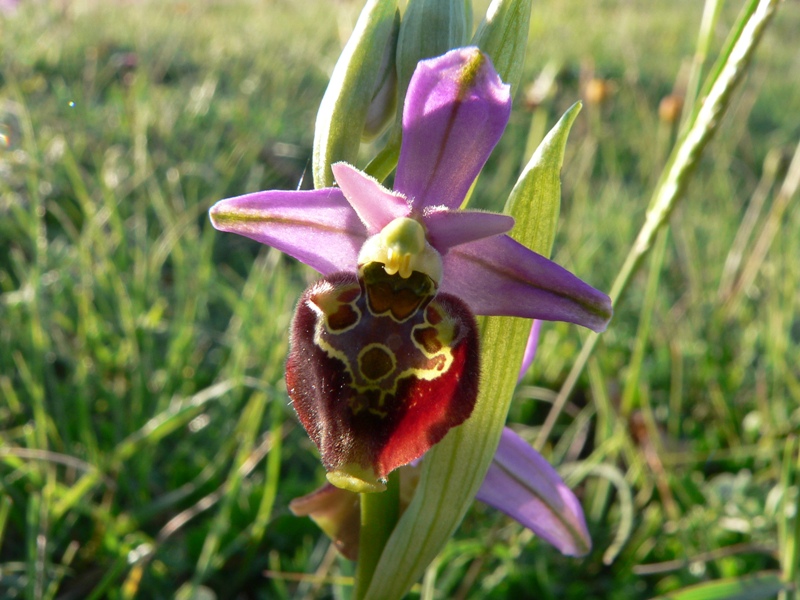 Ophrys fuciflora:  che strane !!!